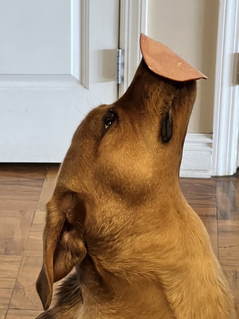Meatball practicing dog training